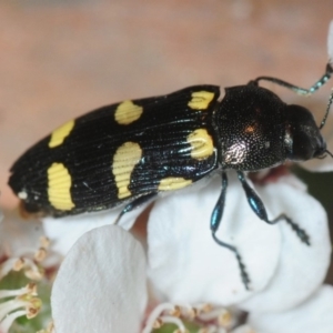 Castiarina australasiae at Coree, ACT - 2 Nov 2018