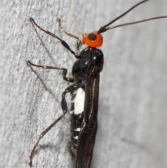 Braconidae (family) (Unidentified braconid wasp) at Acton, ACT - 4 Nov 2018 by TimL