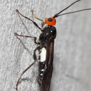 Braconidae (family) at Acton, ACT - 4 Nov 2018