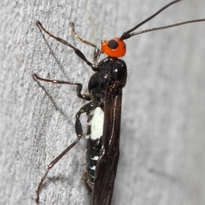 Braconidae (family) (Unidentified braconid wasp) at Acton, ACT - 4 Nov 2018 by TimL