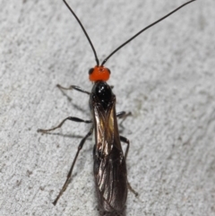 Braconidae (family) at Acton, ACT - 4 Nov 2018 12:40 PM