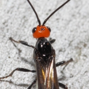 Braconidae (family) at Acton, ACT - 4 Nov 2018