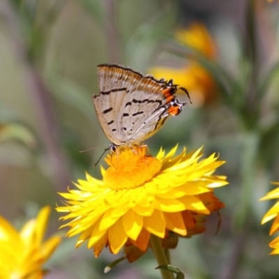 Jalmenus evagoras (Imperial Hairstreak) at Acton, ACT - 8 Mar 2015 by TimL