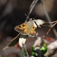 Trapezites phigalia (Heath Ochre) at Hackett, ACT - 4 Nov 2018 by TimL