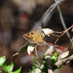 Trapezites phigalia at Hackett, ACT - 4 Nov 2018