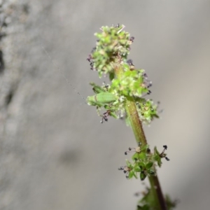 Tettigoniidae (family) at Wamboin, NSW - 27 Oct 2018 12:47 PM