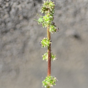 Acaena echinata at Wamboin, NSW - 27 Oct 2018