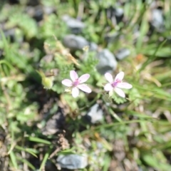 Erodium cicutarium (Common Storksbill, Common Crowfoot) at Wamboin, NSW - 27 Oct 2018 by natureguy