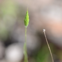 Bromus hordeaceus (A Soft Brome) at Wamboin, NSW - 27 Oct 2018 by natureguy