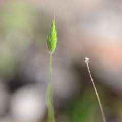 Bromus hordeaceus (A Soft Brome) at Wamboin, NSW - 27 Oct 2018 by natureguy