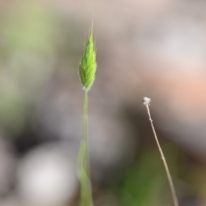 Bromus hordeaceus at Wamboin, NSW - 27 Oct 2018