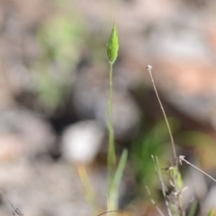 Bromus hordeaceus at Wamboin, NSW - 27 Oct 2018