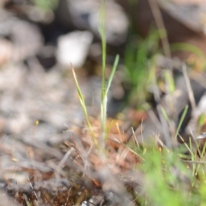 Bromus hordeaceus at Wamboin, NSW - 27 Oct 2018