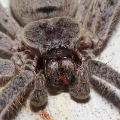 Isopeda sp. (genus) (Huntsman Spider) at Hackett, ACT - 30 Oct 2018 by TimL