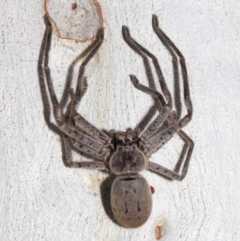 Isopeda sp. (genus) at Hackett, ACT - 30 Oct 2018 01:28 PM