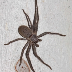 Isopeda sp. (genus) at Hackett, ACT - 30 Oct 2018 01:28 PM