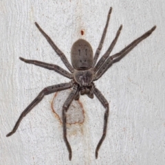 Isopeda sp. (genus) at Hackett, ACT - 30 Oct 2018