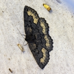 Melanodes anthracitaria (Black Geometrid) at O'Connor, ACT - 4 Nov 2018 by ibaird