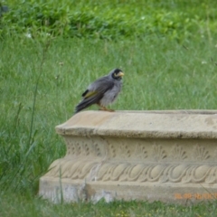 Manorina melanocephala (Noisy Miner) at Reid, ACT - 16 Oct 2018 by AndyRussell