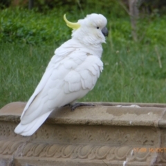 Cacatua galerita (Sulphur-crested Cockatoo) at Reid, ACT - 16 Oct 2018 by AndyRussell