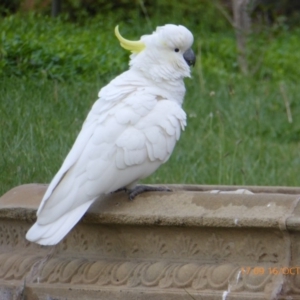 Cacatua galerita at Reid, ACT - 16 Oct 2018