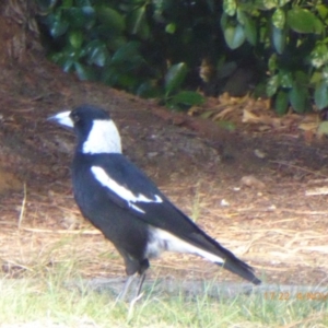 Gymnorhina tibicen at Reid, ACT - 4 Nov 2018