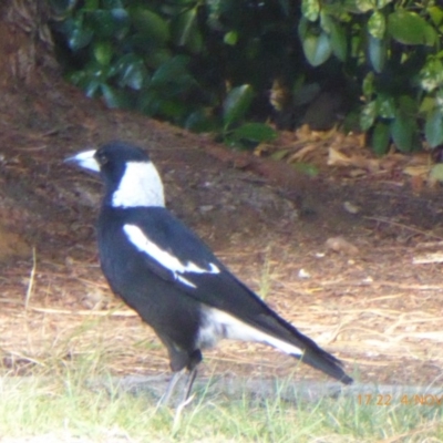 Gymnorhina tibicen (Australian Magpie) at Reid, ACT - 4 Nov 2018 by AndyRussell