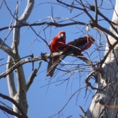 Platycercus elegans (Crimson Rosella) at Hall, ACT - 2 Nov 2018 by AndyRussell