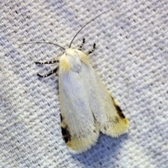 Unnamed genus and species (A Timber moth (subfamily Xyloryctidae)) at O'Connor, ACT - 4 Nov 2018 by ibaird