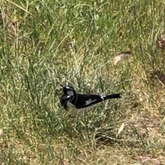 Grallina cyanoleuca (Magpie-lark) at Hall Cemetery - 2 Nov 2018 by AndyRussell