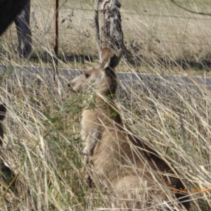 Macropus giganteus at Hall, ACT - 3 Nov 2018