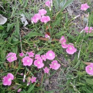 Convolvulus angustissimus subsp. angustissimus at Kambah, ACT - 5 Nov 2018