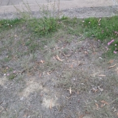 Convolvulus angustissimus subsp. angustissimus at Kambah, ACT - 5 Nov 2018