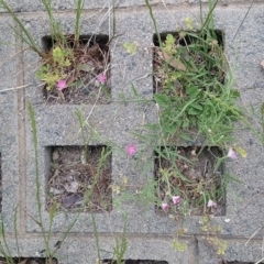 Convolvulus angustissimus subsp. angustissimus at Kambah, ACT - 5 Nov 2018