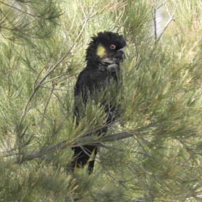 Zanda funerea (Yellow-tailed Black-Cockatoo) at Greenway, ACT - 4 Nov 2018 by MatthewFrawley
