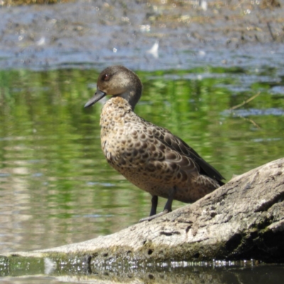 Anas gracilis (Grey Teal) at Fyshwick, ACT - 4 Nov 2018 by MatthewFrawley