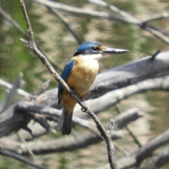 Todiramphus sanctus (Sacred Kingfisher) at Fyshwick, ACT - 4 Nov 2018 by MatthewFrawley