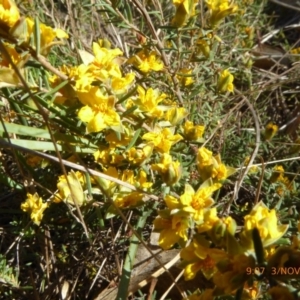 Hibbertia calycina at Hall, ACT - 3 Nov 2018 09:08 AM