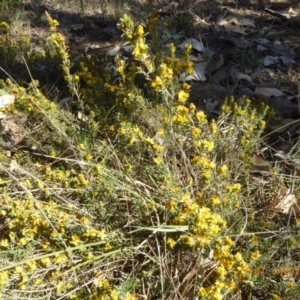 Hibbertia calycina at Hall, ACT - 3 Nov 2018