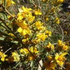 Hibbertia calycina at Hall, ACT - 3 Nov 2018