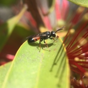 Hylaeus (Prosopisteron) littleri at Acton, ACT - 4 Nov 2018