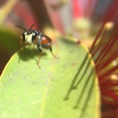 Hylaeus (Prosopisteron) littleri at Acton, ACT - 4 Nov 2018