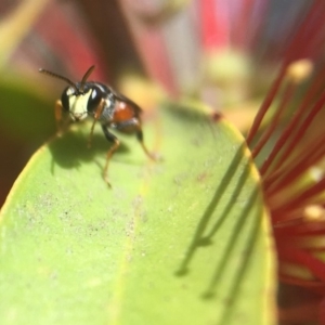 Hylaeus (Prosopisteron) littleri at Acton, ACT - 4 Nov 2018