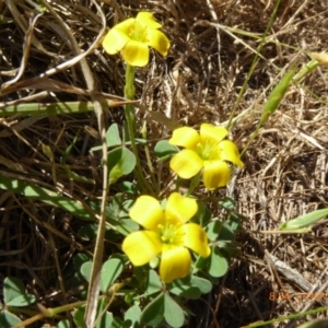 Oxalis sp. at Hall, ACT - 3 Nov 2018