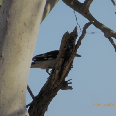 Cracticus nigrogularis (Pied Butcherbird) at Hall, ACT - 3 Nov 2018 by AndyRussell