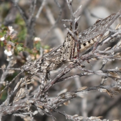 Coryphistes ruricola (Bark-mimicking Grasshopper) at Theodore, ACT - 5 Nov 2018 by Owen