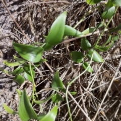 Asparagus asparagoides (Bridal Creeper, Florist's Smilax) at Hall Cemetery - 13 Apr 2013 by JanetRussell