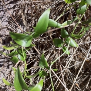 Asparagus asparagoides at Wallaroo, NSW - 13 Apr 2013 10:12 AM