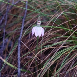 Caladenia carnea at Cotter River, ACT - suppressed