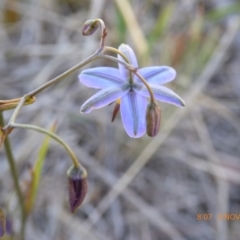 Dianella revoluta var. revoluta (Black-Anther Flax Lily) at Hall Cemetery - 2 Nov 2018 by AndyRussell